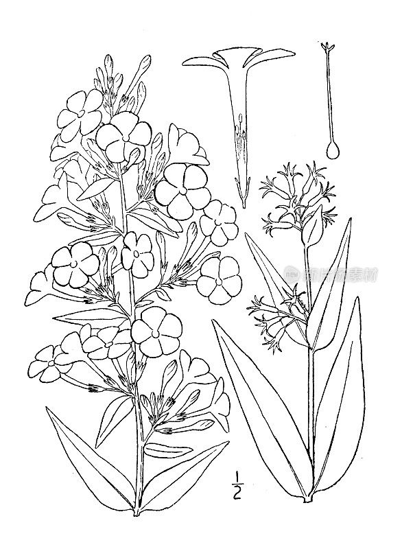 古植物学植物插图:福禄x maculata，野甜威廉